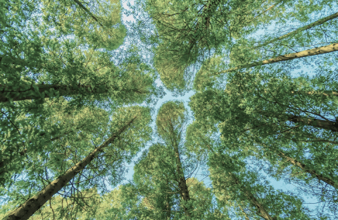 Politique RSE d'Hannibal Lease